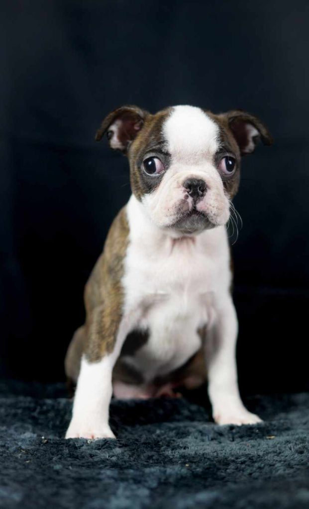 Du Domaine Des Pensées Magiques - Chiot disponible  - Boston Terrier