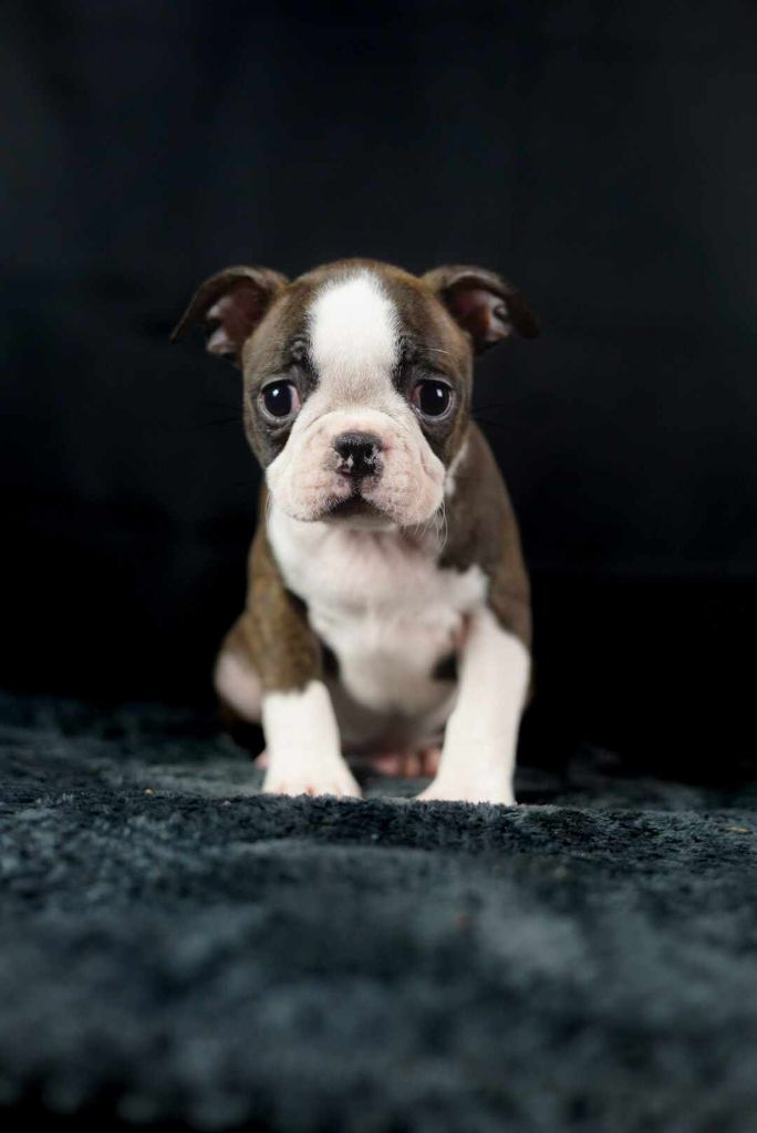 Du Domaine Des Pensées Magiques - Chiot disponible  - Boston Terrier