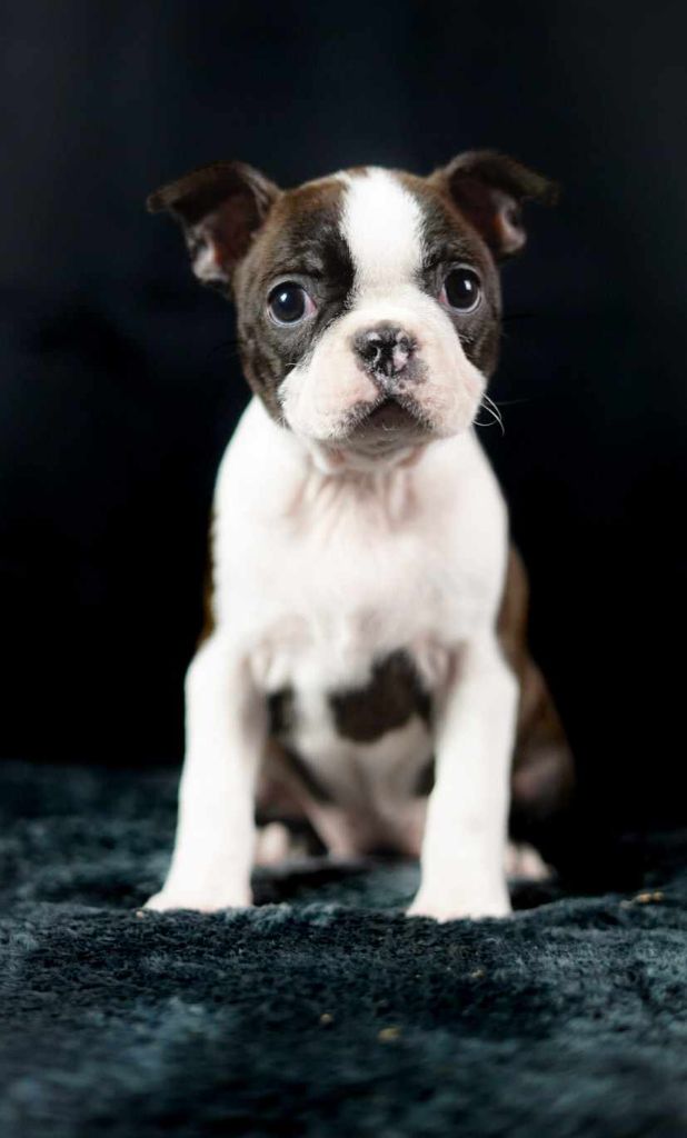 Du Domaine Des Pensées Magiques - Chiot disponible  - Boston Terrier