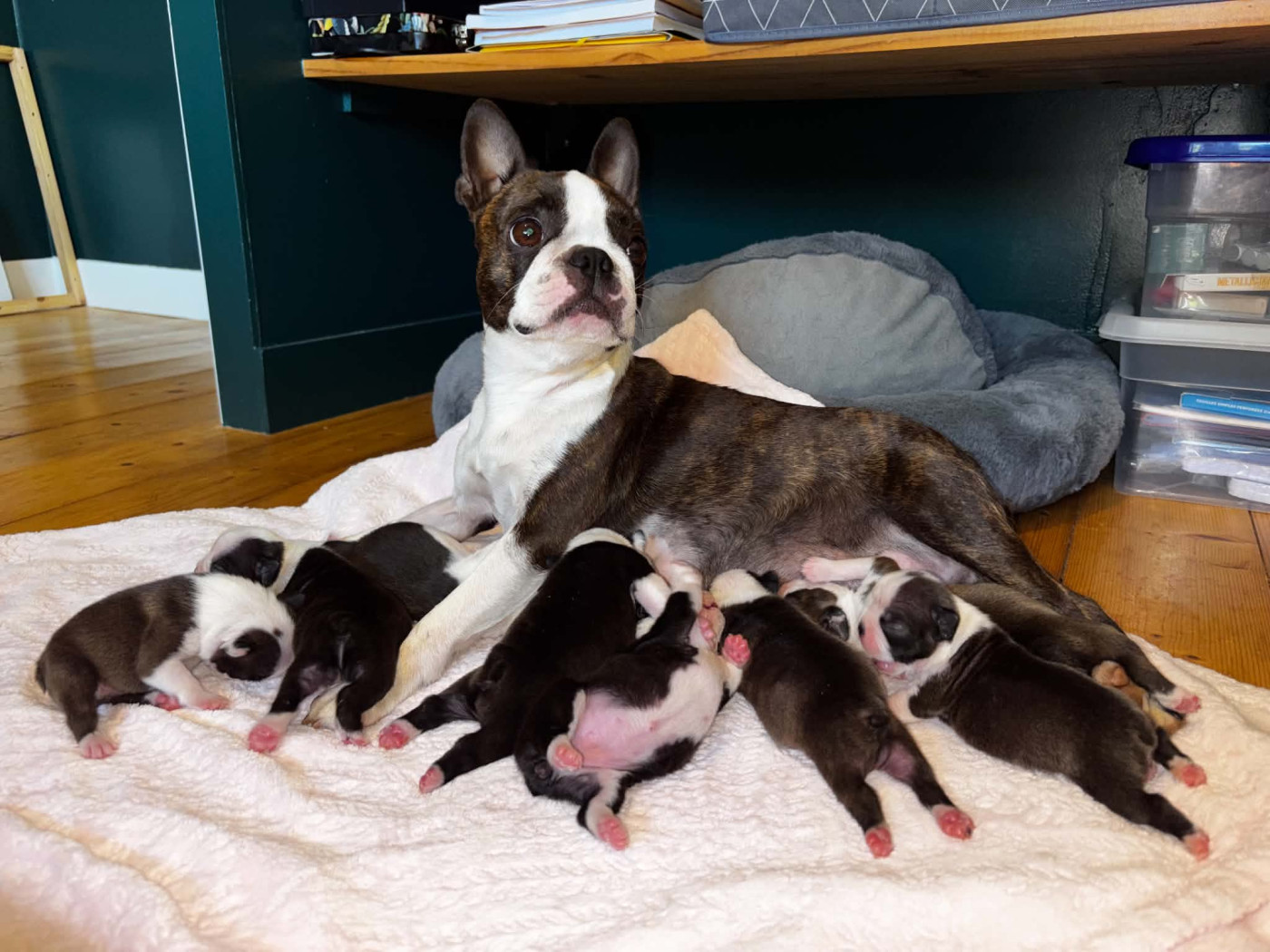 Chiot Boston Terrier Du Domaine Des Pensées Magiques