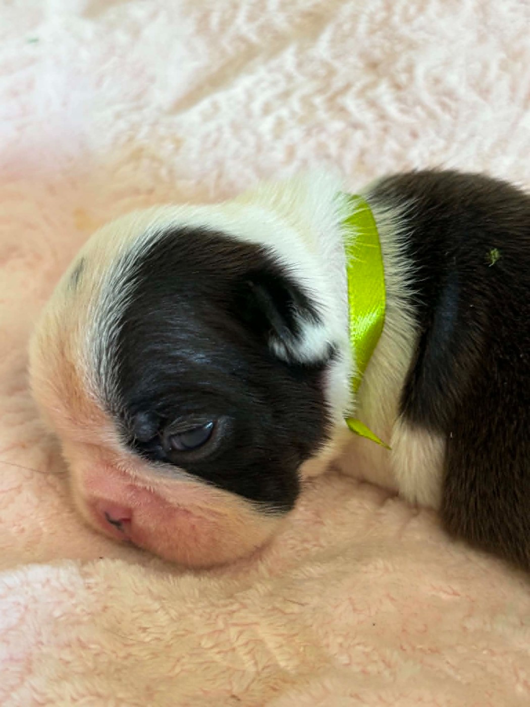 Du Domaine Des Pensées Magiques - Chiots disponibles - Boston Terrier