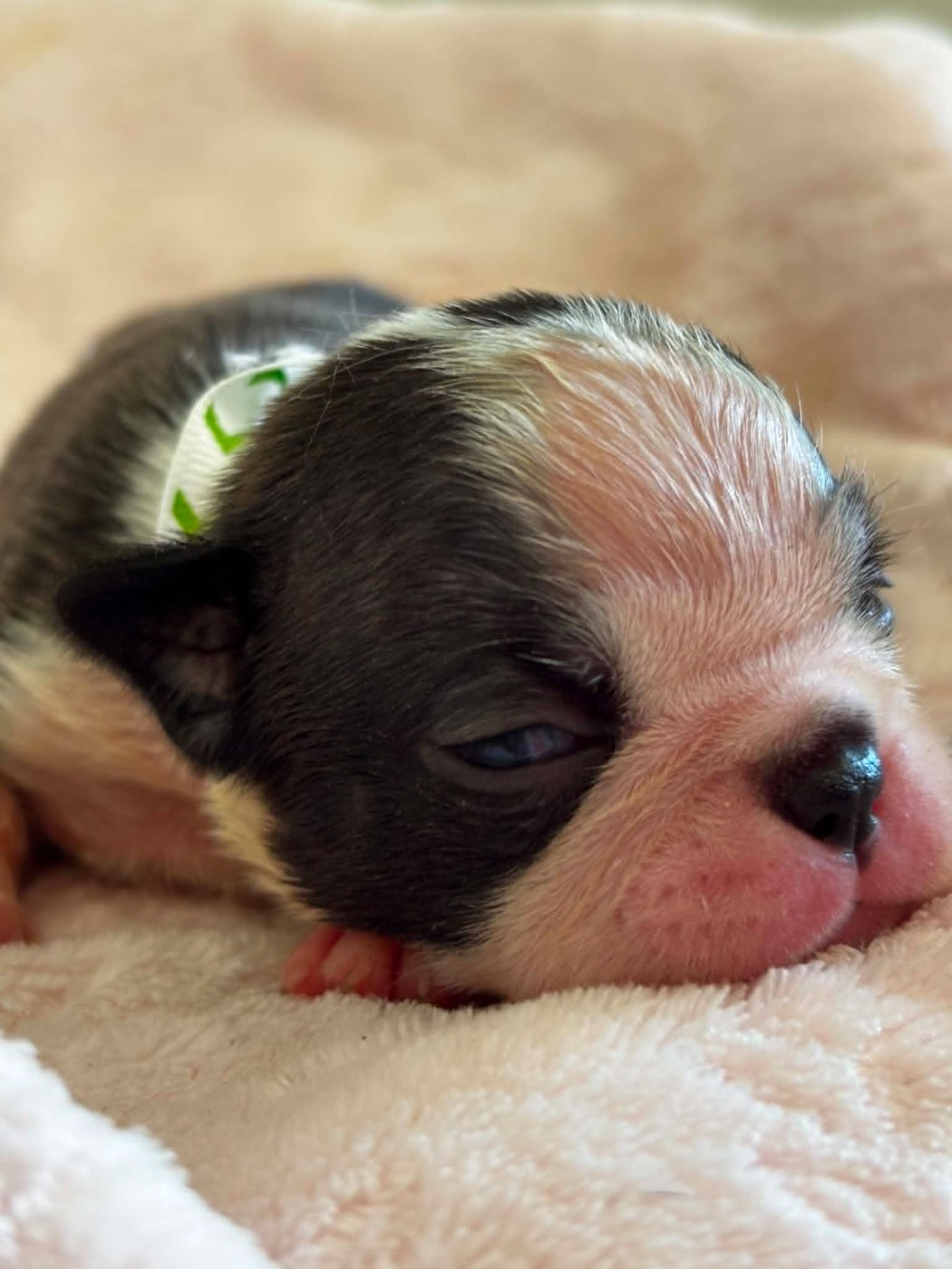 Du Domaine Des Pensées Magiques - Chiots disponibles - Boston Terrier