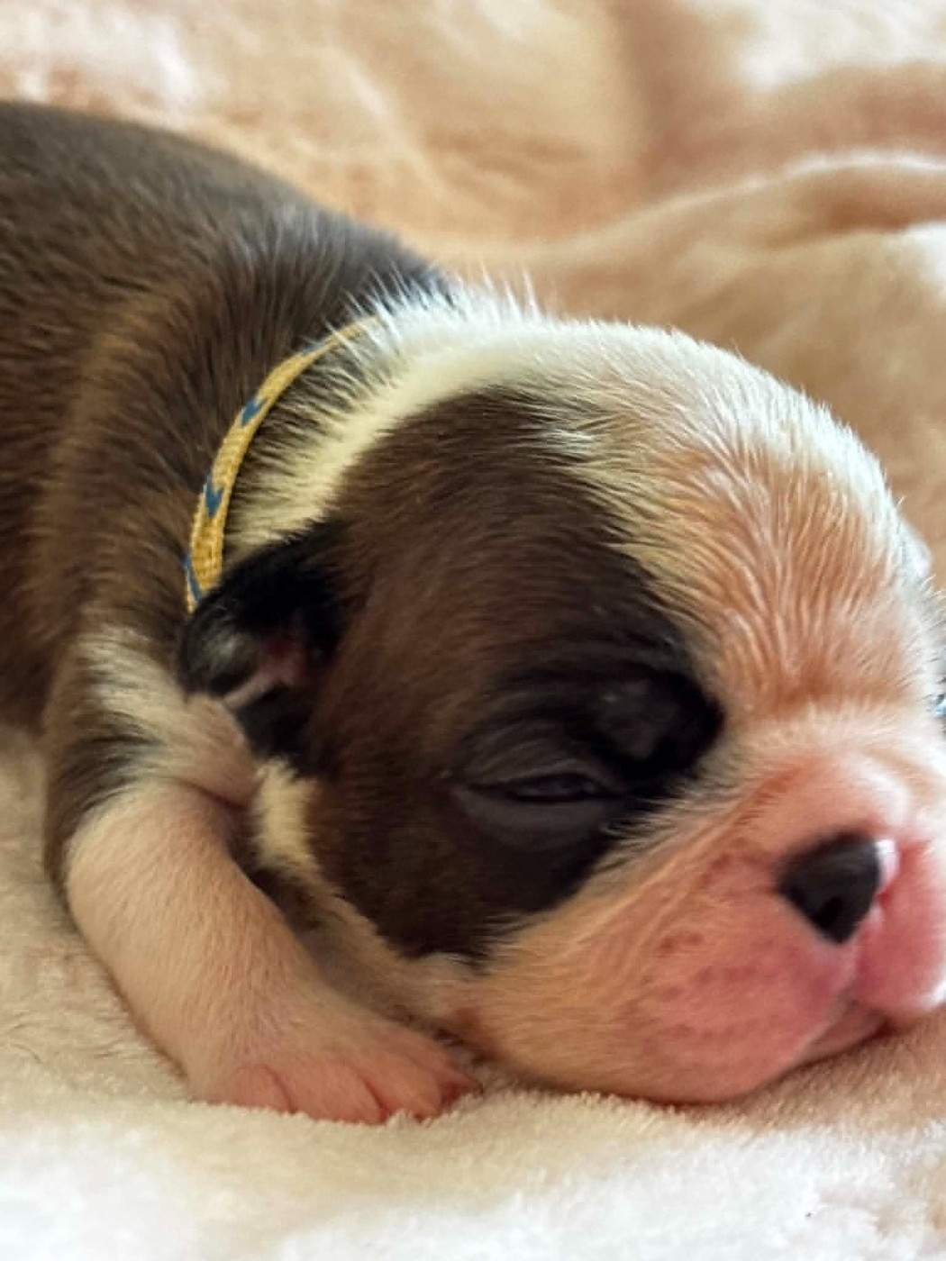 Du Domaine Des Pensées Magiques - Chiots disponibles - Boston Terrier