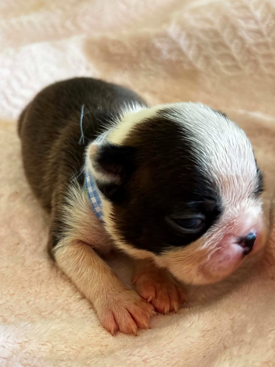 Du Domaine Des Pensées Magiques - Chiots disponibles - Boston Terrier