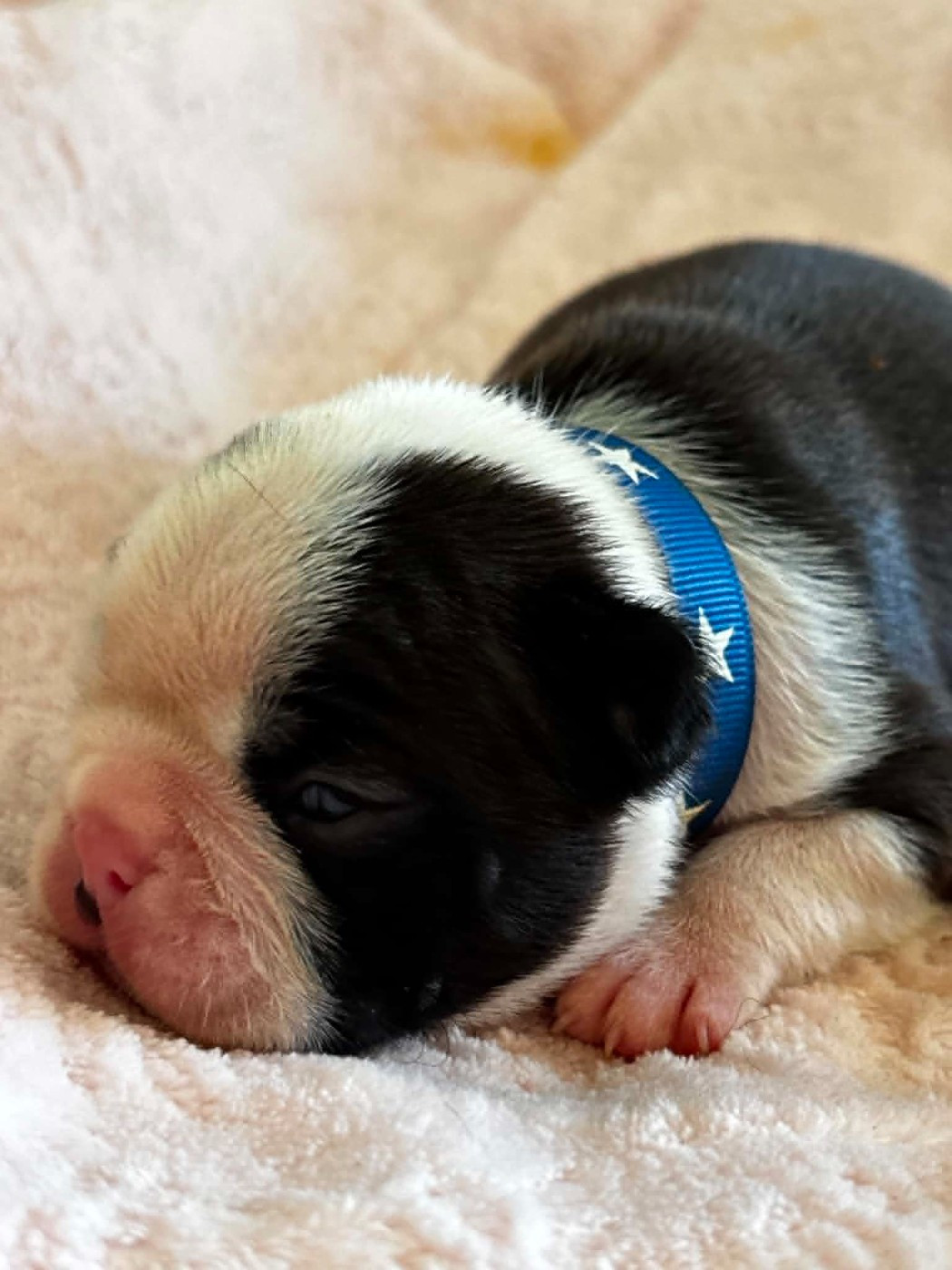 Du Domaine Des Pensées Magiques - Chiots disponibles - Boston Terrier