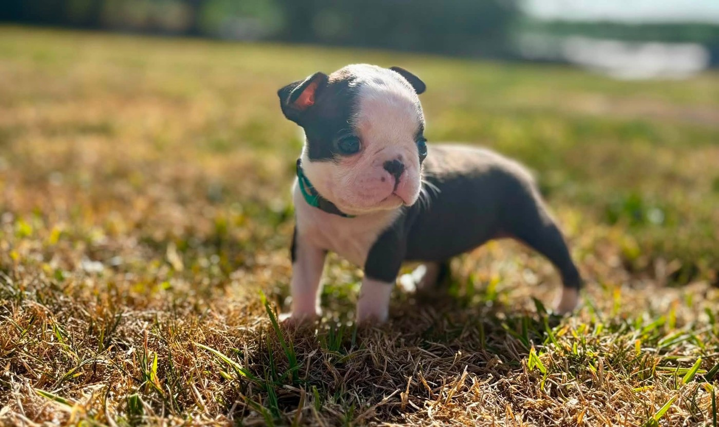 Du Domaine Des Pensées Magiques - Chiots disponibles - Boston Terrier