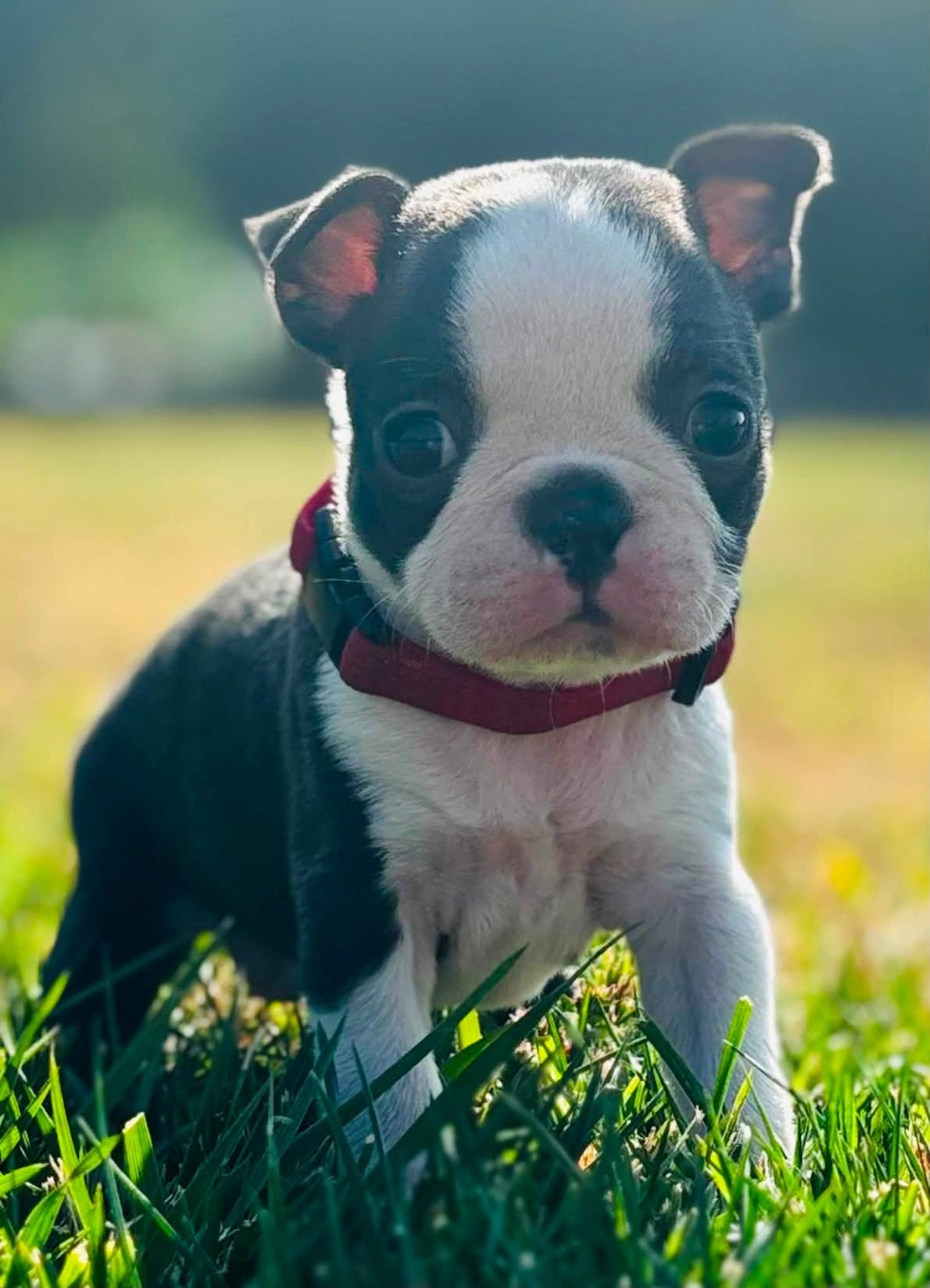 Du Domaine Des Pensées Magiques - Chiots disponibles - Boston Terrier