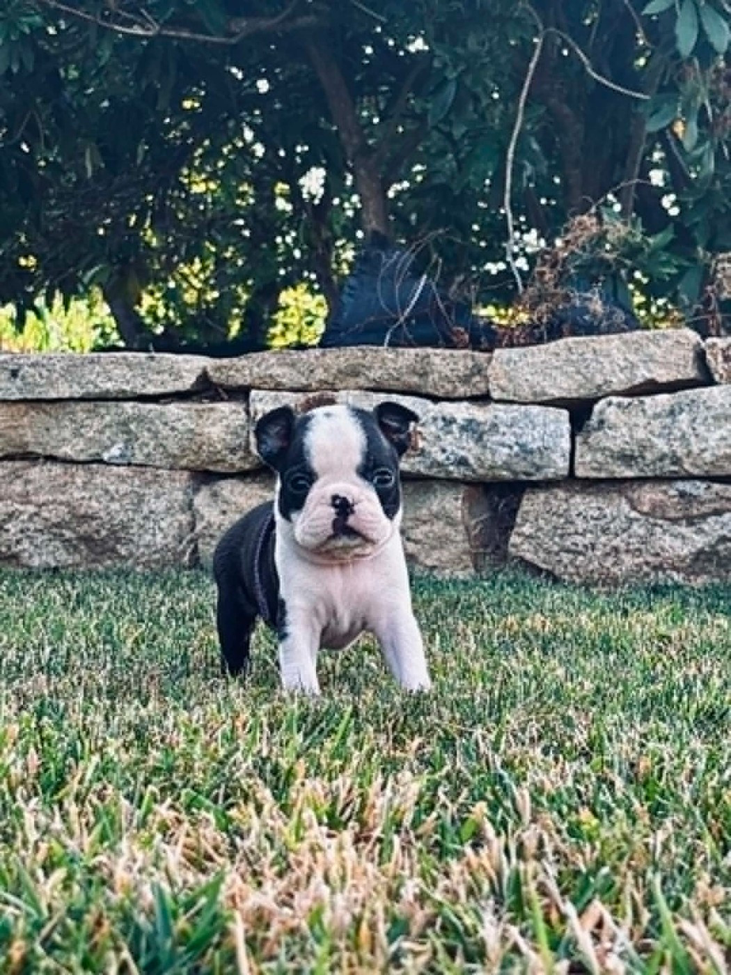 Du Domaine Des Pensées Magiques - Chiots disponibles - Boston Terrier