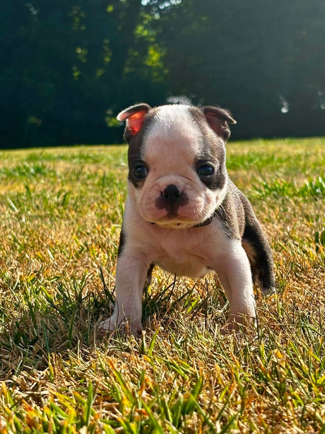 Du Domaine Des Pensées Magiques - Chiots disponibles - Boston Terrier
