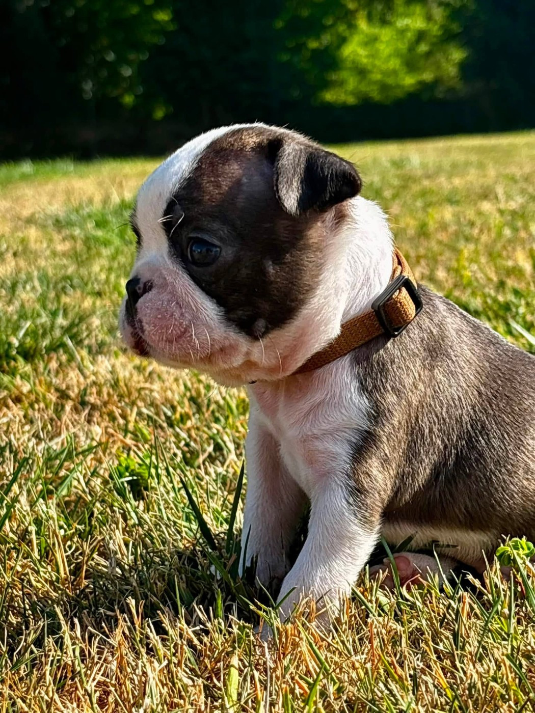 Du Domaine Des Pensées Magiques - Chiots disponibles - Boston Terrier