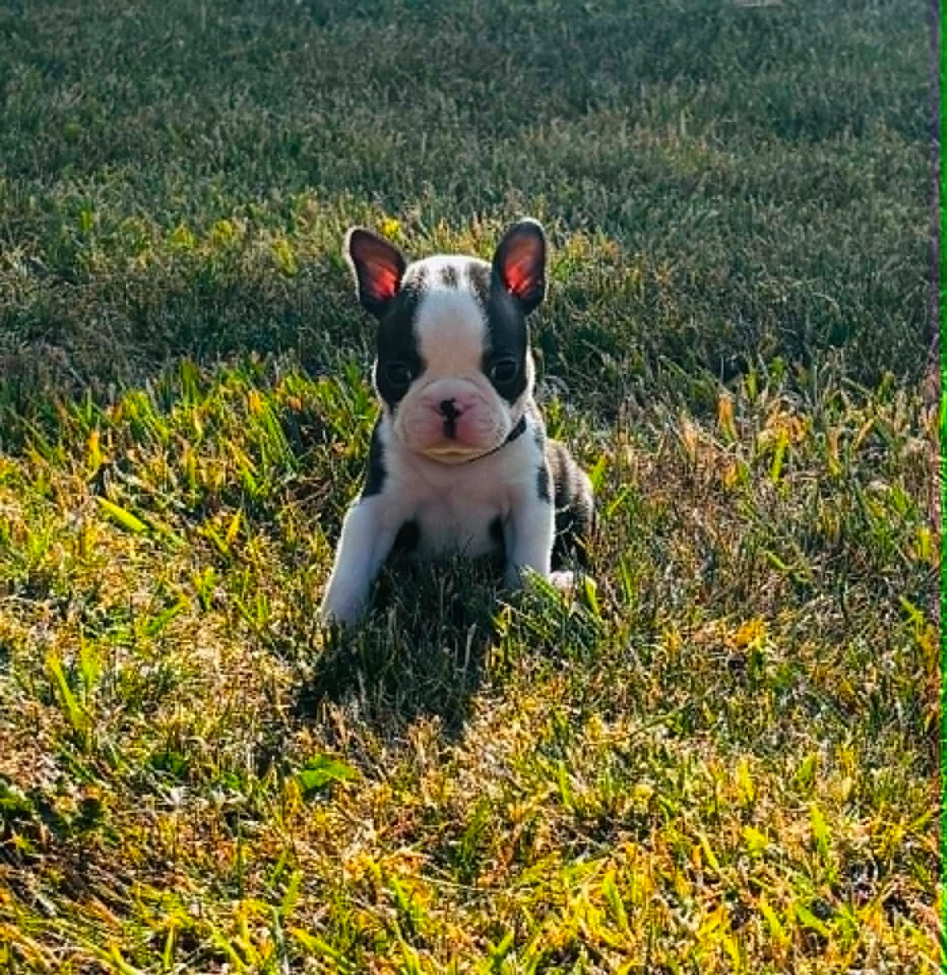Du Domaine Des Pensées Magiques - Chiots disponibles - Boston Terrier