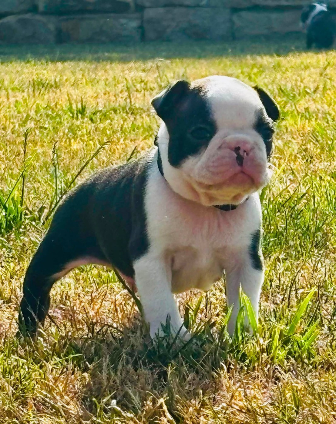 Du Domaine Des Pensées Magiques - Chiots disponibles - Boston Terrier