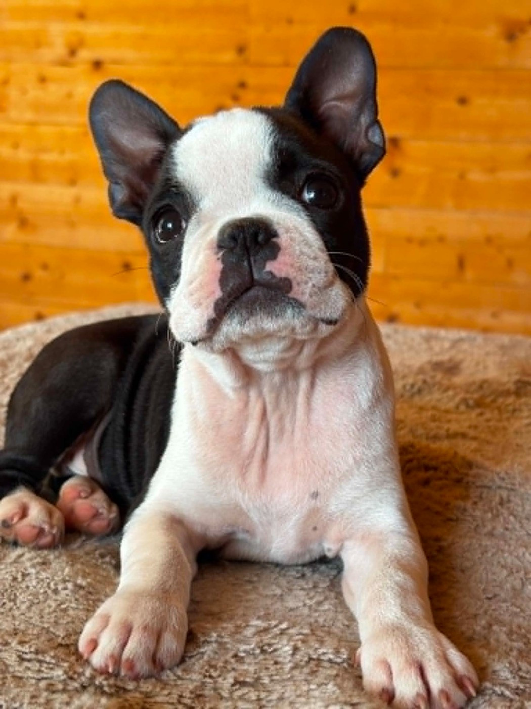 Du Domaine Des Pensées Magiques - Chiots disponibles - Boston Terrier