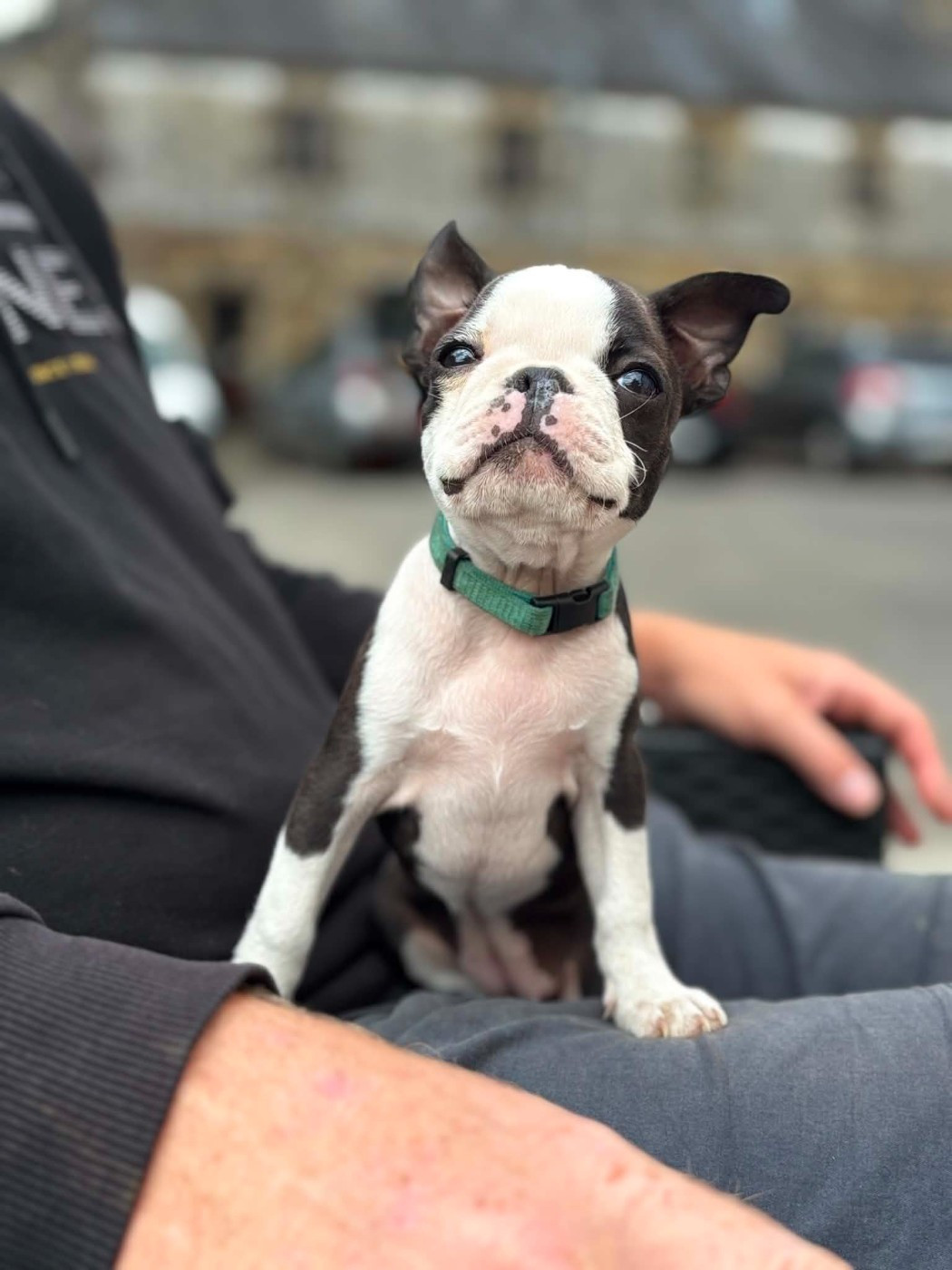 Du Domaine Des Pensées Magiques - Chiots disponibles - Boston Terrier
