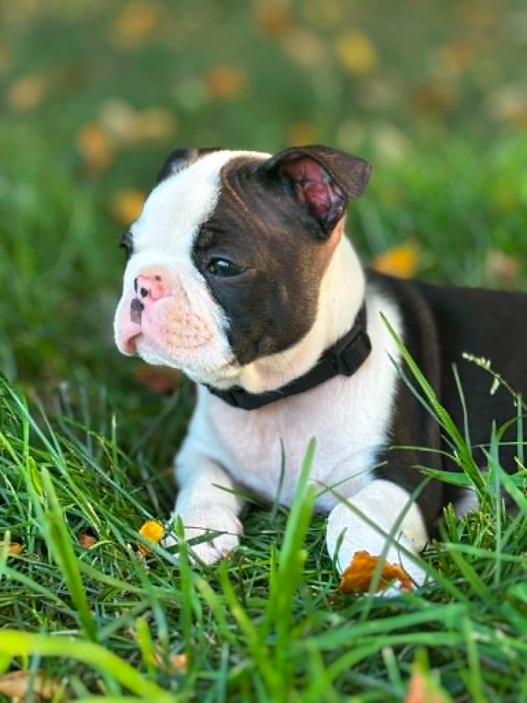 Du Domaine Des Pensées Magiques - Chiots disponibles - Boston Terrier