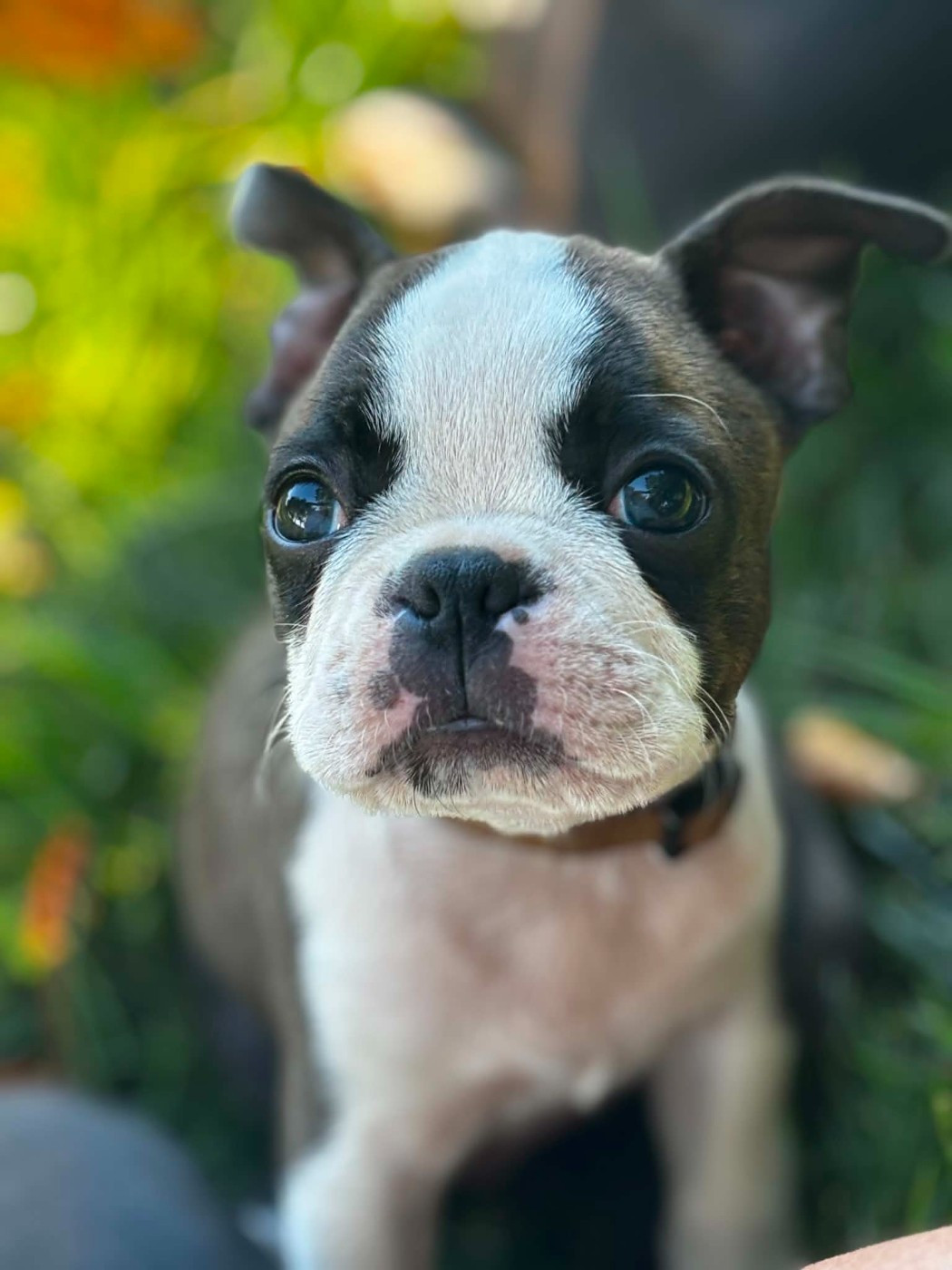Du Domaine Des Pensées Magiques - Chiots disponibles - Boston Terrier