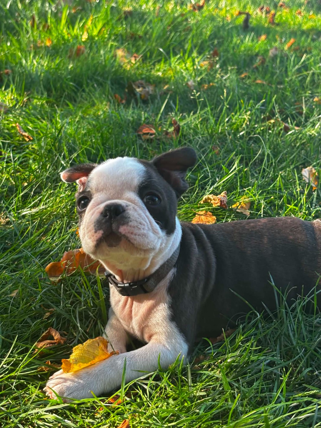 Du Domaine Des Pensées Magiques - Chiots disponibles - Boston Terrier