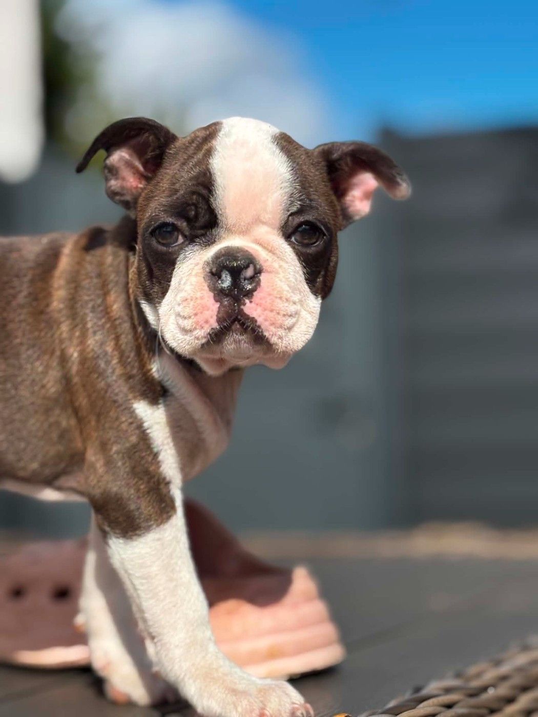 Du Domaine Des Pensées Magiques - Chiots disponibles - Boston Terrier