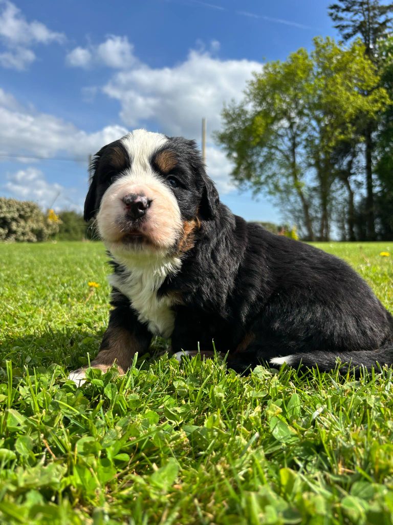 Du Domaine Des Pensées Magiques - Chiots disponibles - Bouvier Bernois
