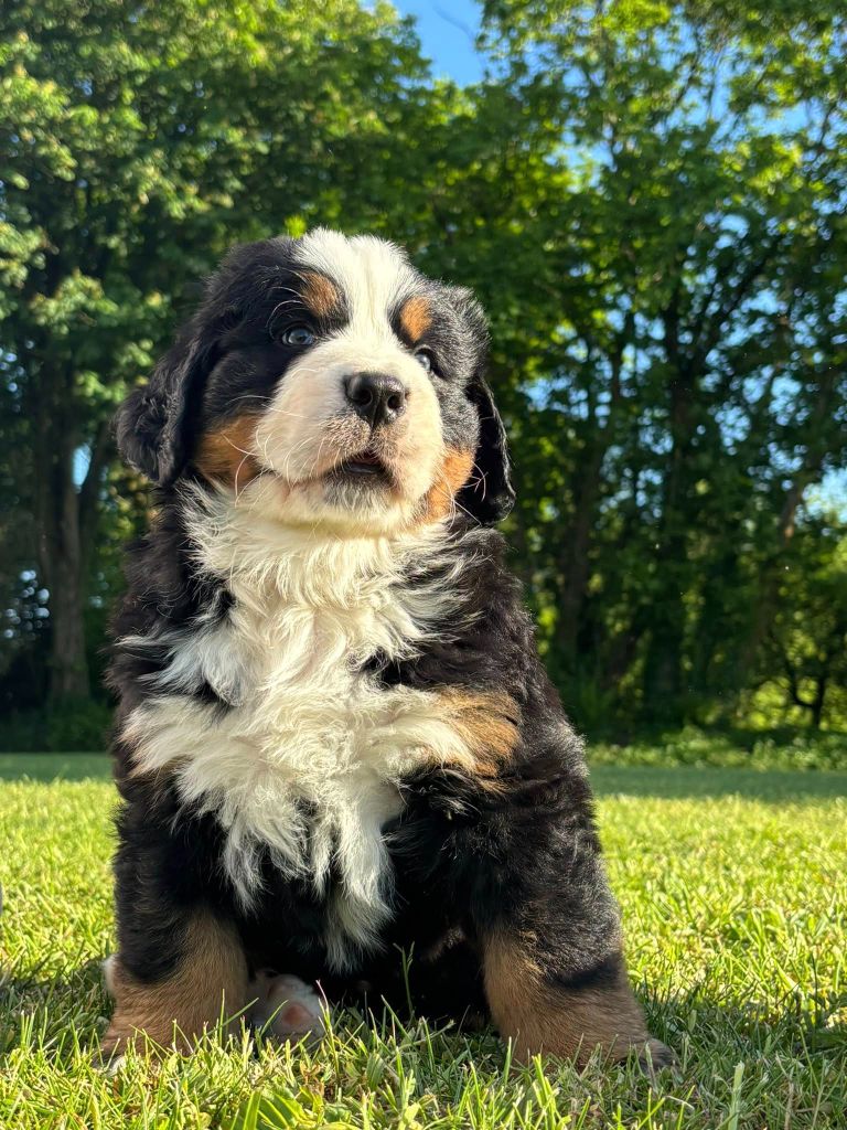 Du Domaine Des Pensées Magiques - Chiots disponibles - Bouvier Bernois