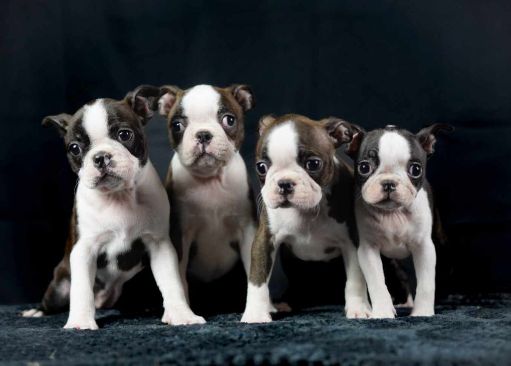 Du Domaine Des Pensées Magiques - Boston Terrier - Portée née le 15/11/2024