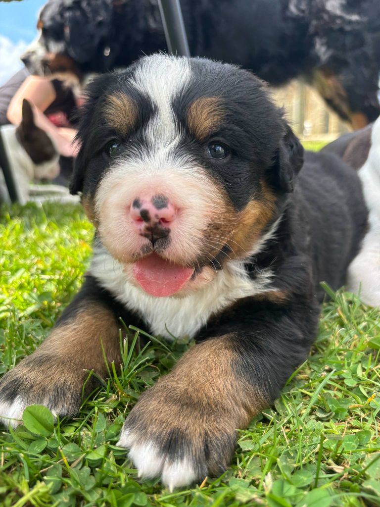 Du Domaine Des Pensées Magiques - Chiots disponibles - Bouvier Bernois