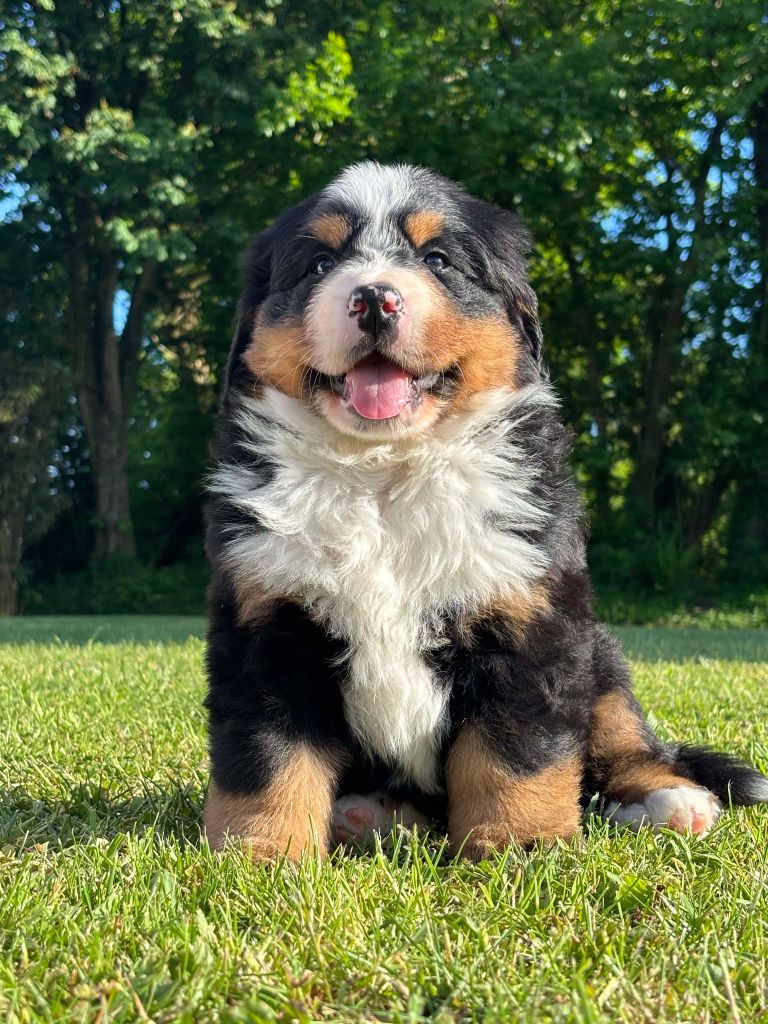Du Domaine Des Pensées Magiques - Chiots disponibles - Bouvier Bernois